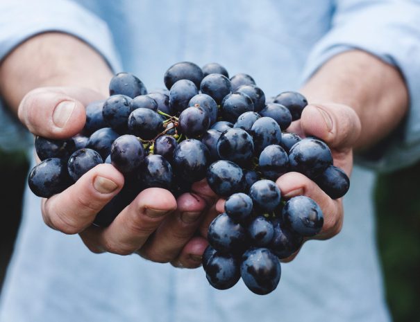 Vancouver wine tours - grapes