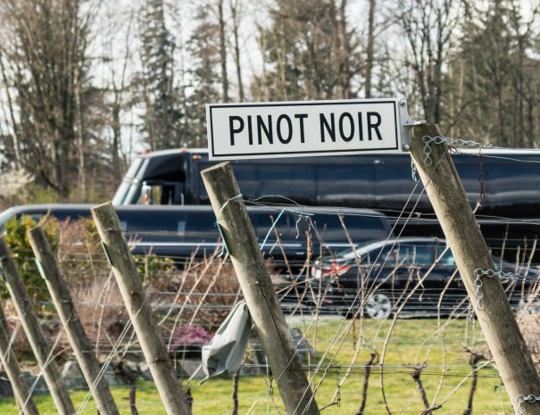 Vancouver wine tours - vineyard pinot noir limo